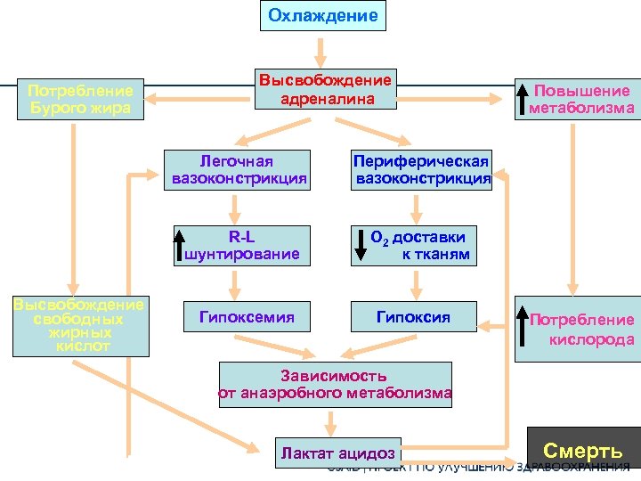 Охлаждение Потребление Бурого жира Высвобождение адреналина Легочная вазоконстрикция Высвобождение свободных жирных кислот Периферическая вазоконстрикция