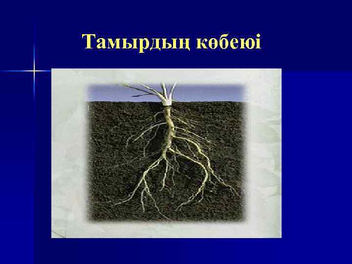 Тамырдың көбеюі 