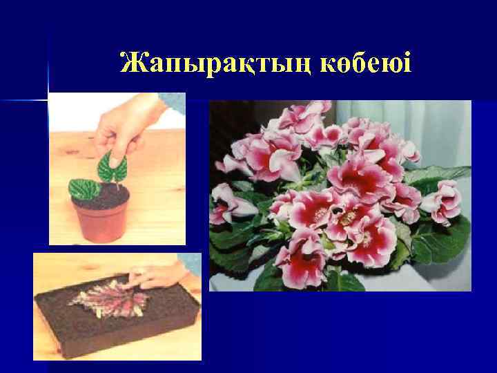 Жапырақтың көбеюі 