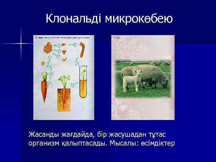 Клональді микрокөбею Жасанды жағдайда, бір жасушадан тұтас организм қалыптасады. Мысалы: өсімдіктер 