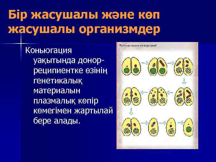 Бір жасушалы және көп жасушалы организмдер Коньюгация уақытында донорреципиентке өзінің генетикалық материалын плазмалық көпір