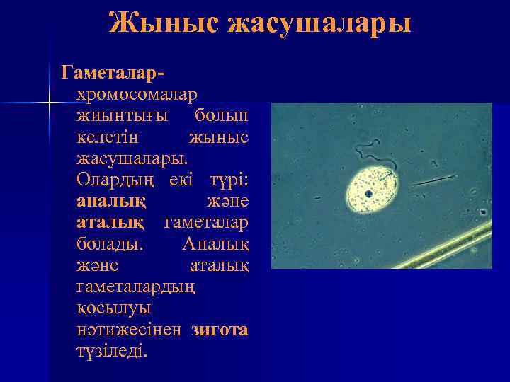 Жыныс жасушалары Гаметалархромосомалар жиынтығы болып келетін жыныс жасушалары. Олардың екі түрі: аналық және аталық