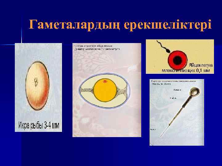 Гаметалардың ерекшеліктері 