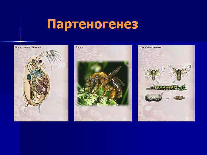 Партеногенез 