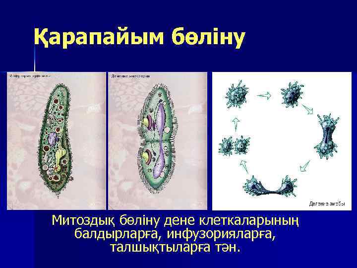 Қарапайым бөліну Митоздық бөліну дене клеткаларының балдырларға, инфузорияларға, талшықтыларға тән. 