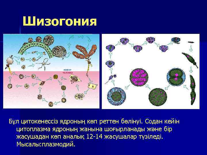 Шизогония Бұл цитокенессіз ядроның көп реттен бөлінуі. Содан кейін цитоплазма ядроның жанына шоғырланады және