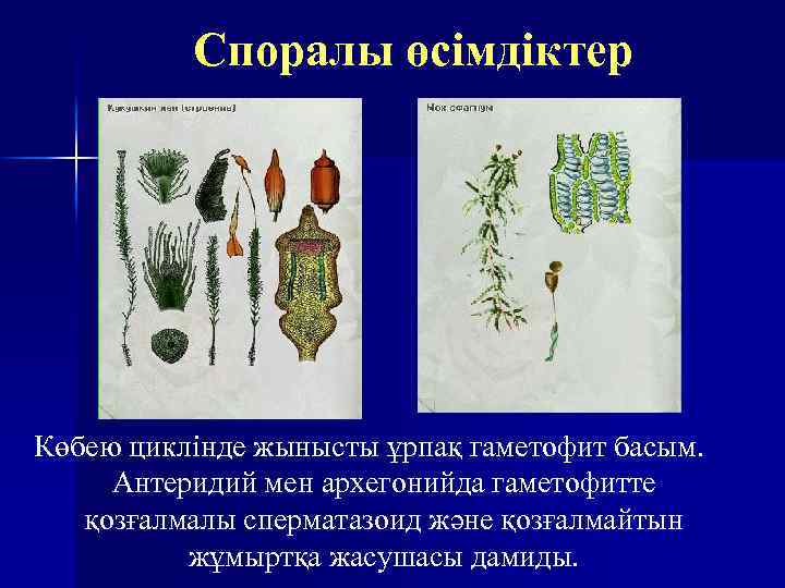 Споралы өсімдіктер Көбею циклінде жынысты ұрпақ гаметофит басым. Антеридий мен архегонийда гаметофитте қозғалмалы сперматазоид