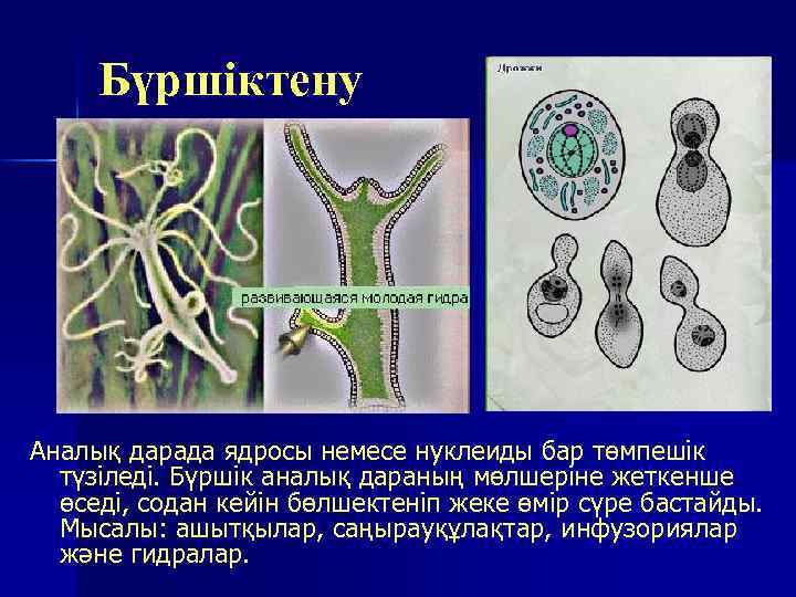 Бүршіктену Аналық дарада ядросы немесе нуклеиды бар төмпешік түзіледі. Бүршік аналық дараның мөлшеріне жеткенше
