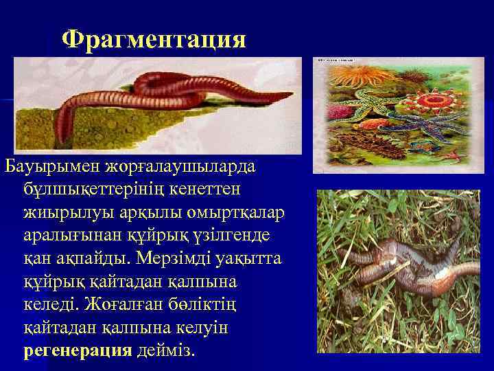 Фрагментация Бауырымен жорғалаушыларда бұлшықеттерінің кенеттен жиырылуы арқылы омыртқалар аралығынан құйрық үзілгенде қан ақпайды. Мерзімді