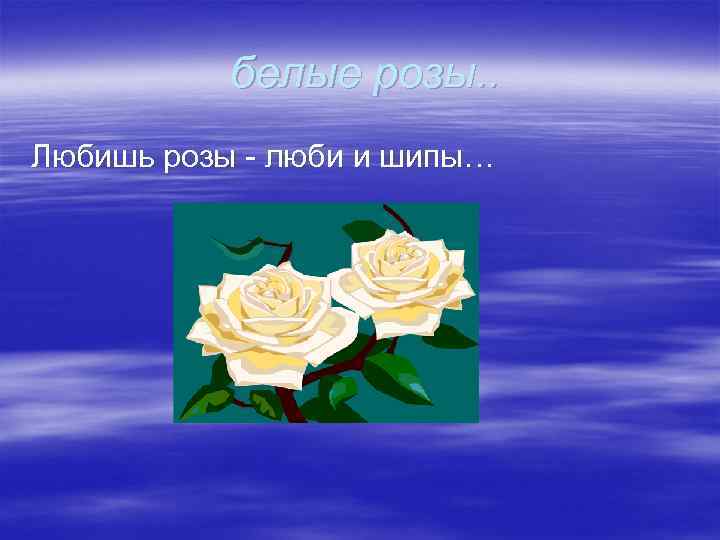 белые розы. . Любишь розы - люби и шипы… 