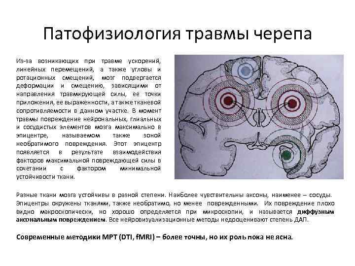 Какой участок мозга поврежден у собаки походка которой изображена на рисунке 1 спинной 2 гипоталамус