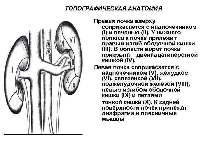 Увеличенная правая почка