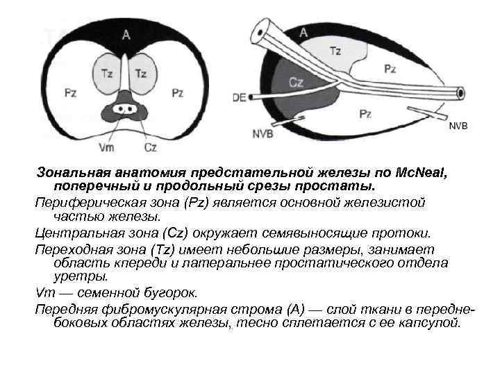 Зональная анатомия предстательной железы по Mc. Neal, поперечный и продольный срезы простаты. Периферическая зона