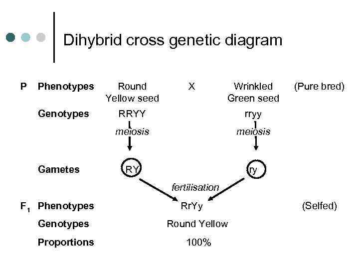 Dihybrid cross genetic diagram P Phenotypes Round Yellow seed Genotypes RRYY rryy meiosis RY