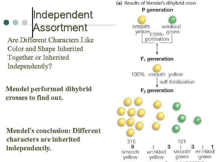 Independent Assortment Are Different Characters Like Color and Shape Inherited Together or Inherited Independently?