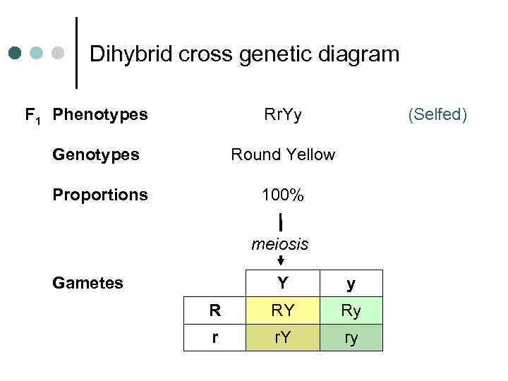 Dihybrid cross genetic diagram F 1 Phenotypes Rr. Yy Genotypes Round Yellow Proportions (Selfed)