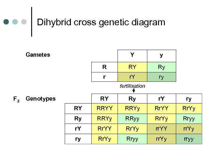 Dihybrid cross genetic diagram Gametes Y y R RY Ry r r. Y ry
