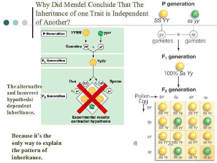 Why Did Mendel Conclude That The Inheritance of one Trait is Independent of Another?