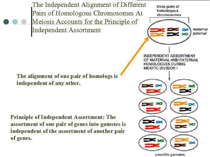 The Independent Alignment of Different Pairs of Homologous Chromosomes At Meiosis Accounts for the