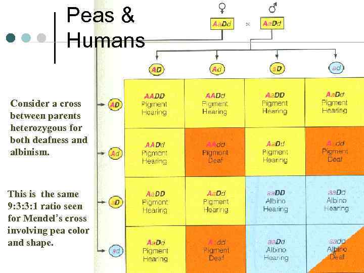 Peas & Humans Consider a cross between parents heterozygous for both deafness and albinism.