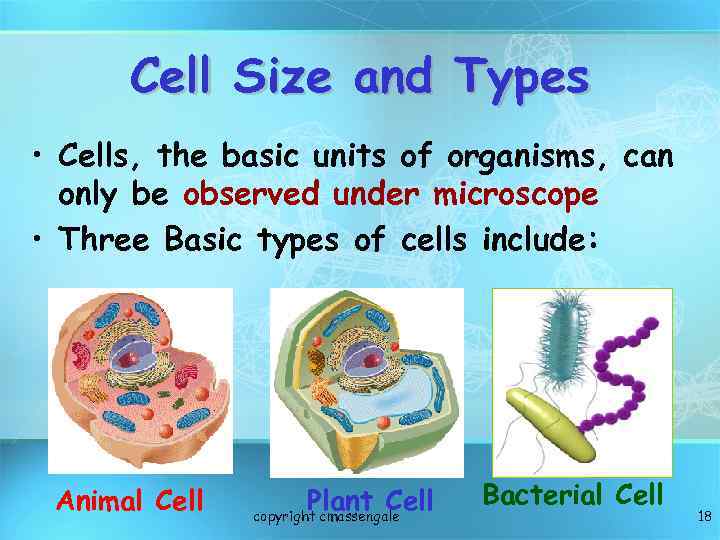 Cell Size and Types • Cells, the basic units of organisms, can only be