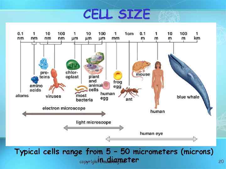 CELL SIZE Typical cells range from 5 – 50 micrometers (microns) in diameter copyright