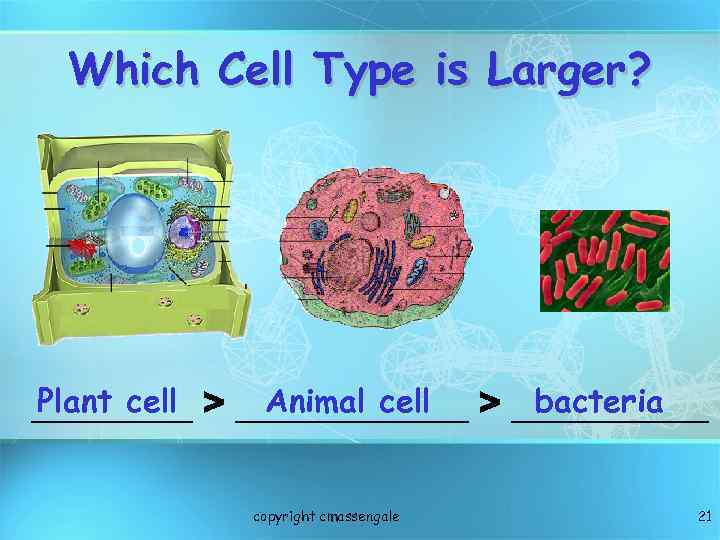 Which Cell Type is Larger? Plant cell Animal cell bacteria _________ > ___________ copyright