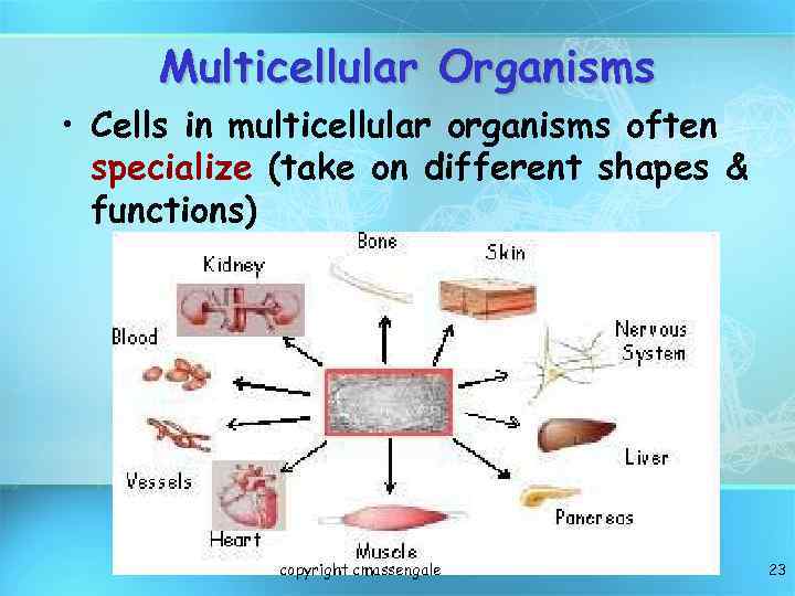 Multicellular Organisms • Cells in multicellular organisms often specialize (take on different shapes &