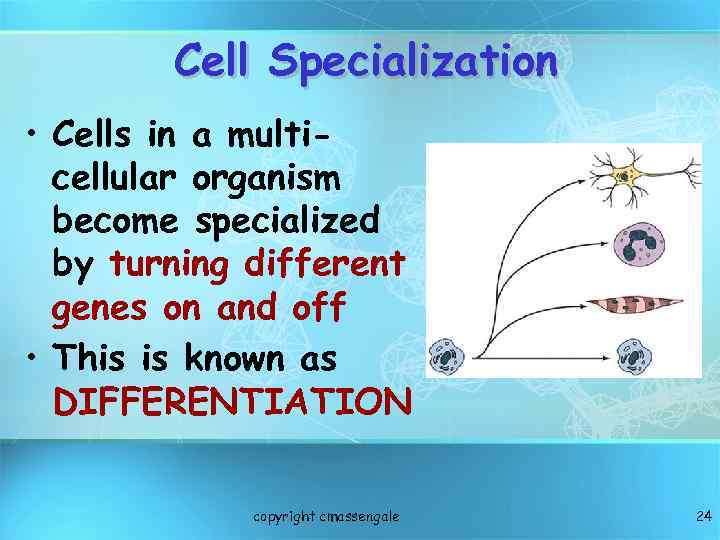 Cell Specialization • Cells in a multicellular organism become specialized by turning different genes