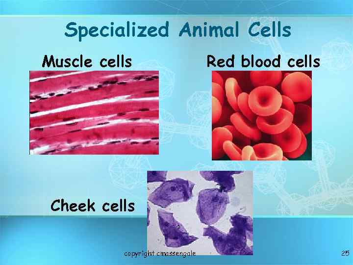 Specialized Animal Cells Muscle cells Red blood cells Cheek cells copyright cmassengale 25 