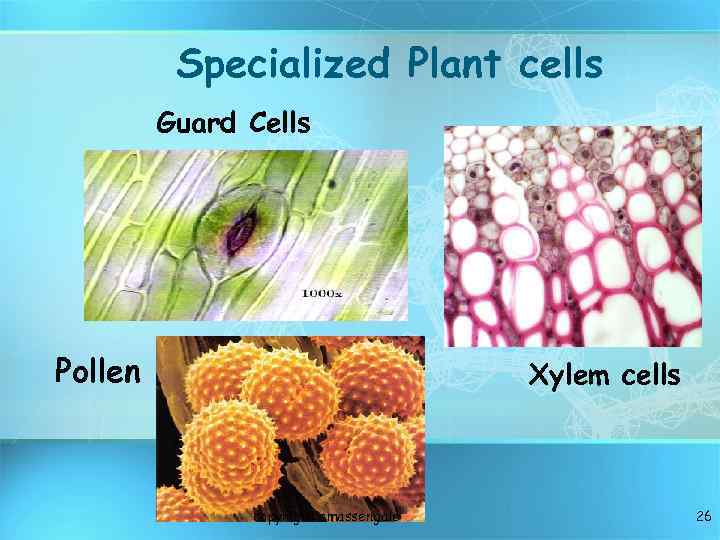 Specialized Plant cells Guard Cells Pollen Xylem cells copyright cmassengale 26 