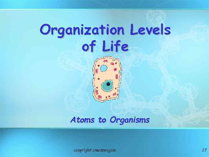 Organization Levels of Life Atoms to Organisms copyright cmassengale 27 