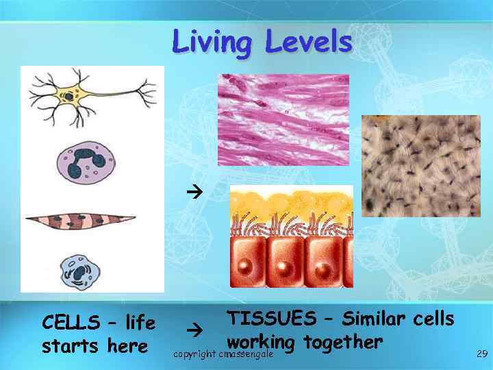 Living Levels CELLS – life starts here TISSUES – Similar cells working together copyright