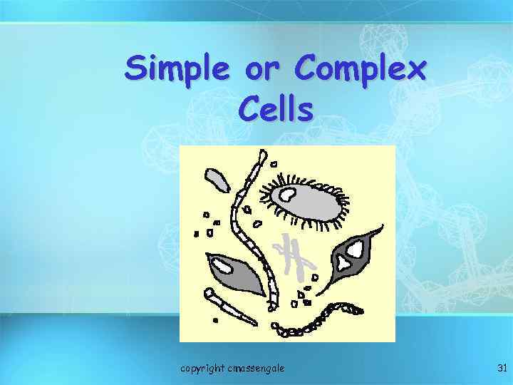 Simple or Complex Cells copyright cmassengale 31 