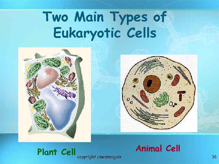 Two Main Types of Eukaryotic Cells Plant Cell copyright cmassengale Animal Cell 36 