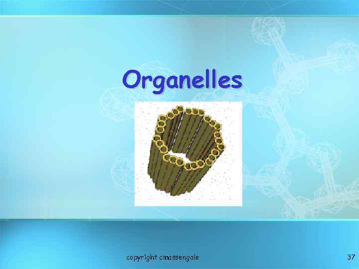 Organelles copyright cmassengale 37 