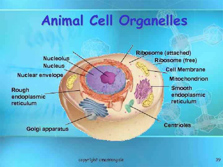 Animal Cell Organelles Ribosome (attached) Ribosome (free) Nucleolus Nucleus Cell Membrane Nuclear envelope Mitochondrion