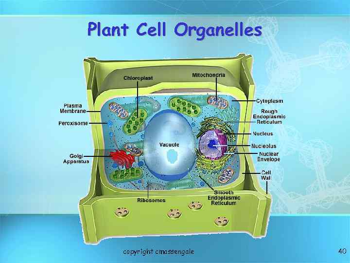 Plant Cell Organelles copyright cmassengale 40 