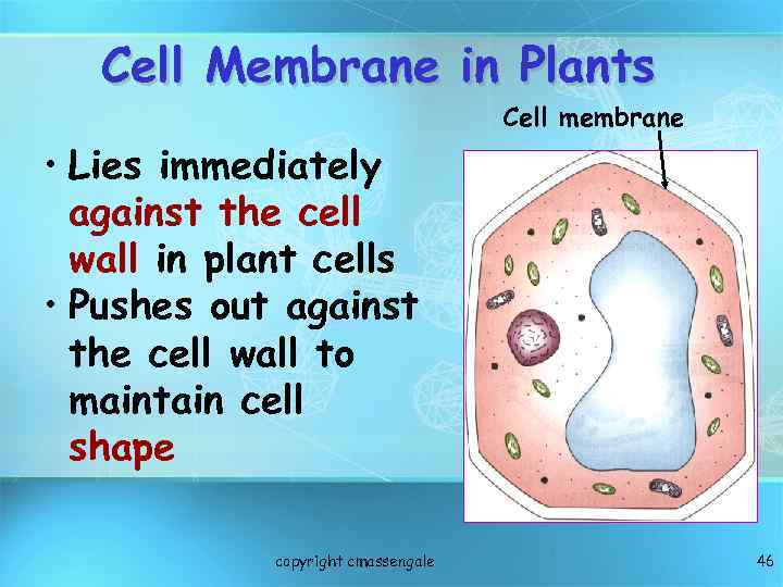 Cell Membrane in Plants Cell membrane • Lies immediately against the cell wall in