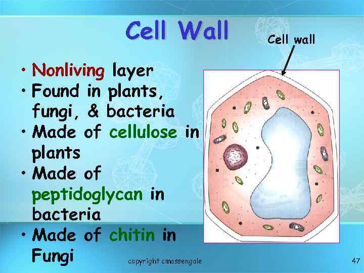 Cell Wall • Nonliving layer • Found in plants, fungi, & bacteria • Made