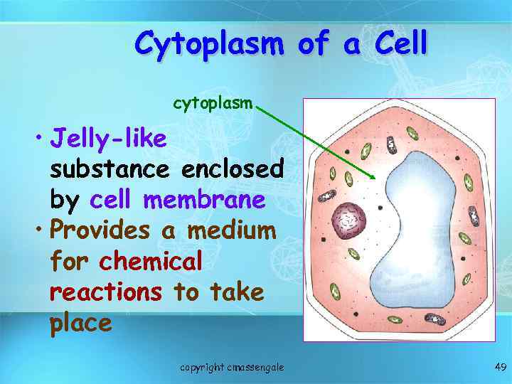 Cytoplasm of a Cell cytoplasm • Jelly-like substance enclosed by cell membrane • Provides