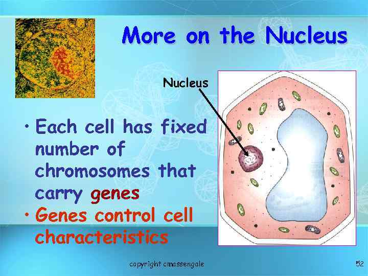 More on the Nucleus • Each cell has fixed number of chromosomes that carry