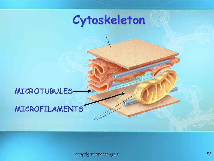 Cytoskeleton MICROTUBULES MICROFILAMENTS copyright cmassengale 58 