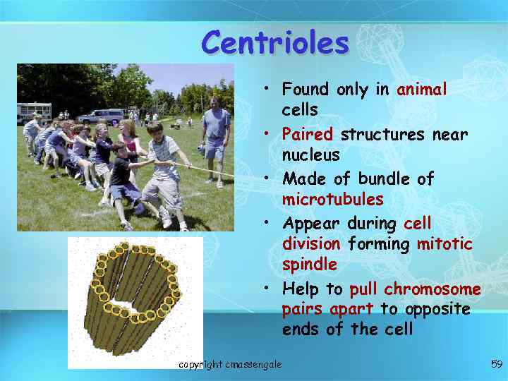 Centrioles • Found only in animal cells • Paired structures near nucleus • Made