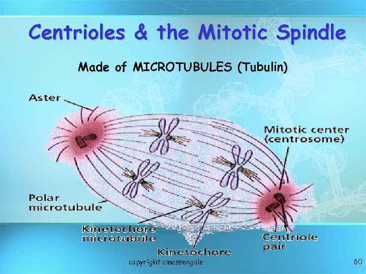 Centrioles & the Mitotic Spindle Made of MICROTUBULES (Tubulin) copyright cmassengale 60 