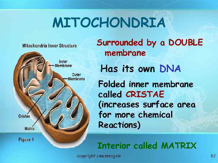 MITOCHONDRIA Surrounded by a DOUBLE membrane Has its own DNA Folded inner membrane called