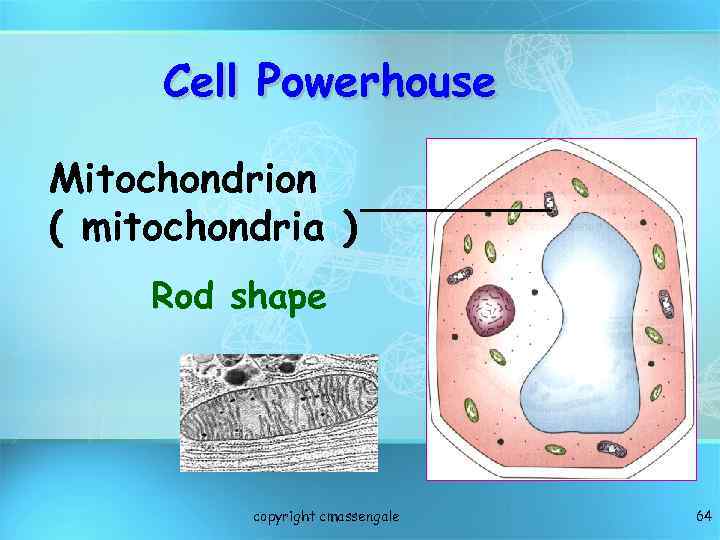 Cell Powerhouse Mitochondrion ( mitochondria ) Rod shape copyright cmassengale 64 