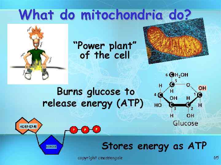 What do mitochondria do? “Power plant” of the cell Burns glucose to release energy