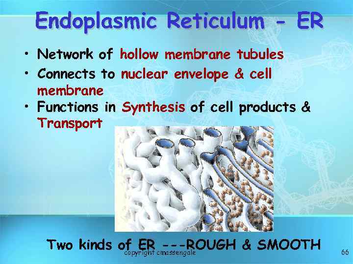 Endoplasmic Reticulum - ER • Network of hollow membrane tubules • Connects to nuclear