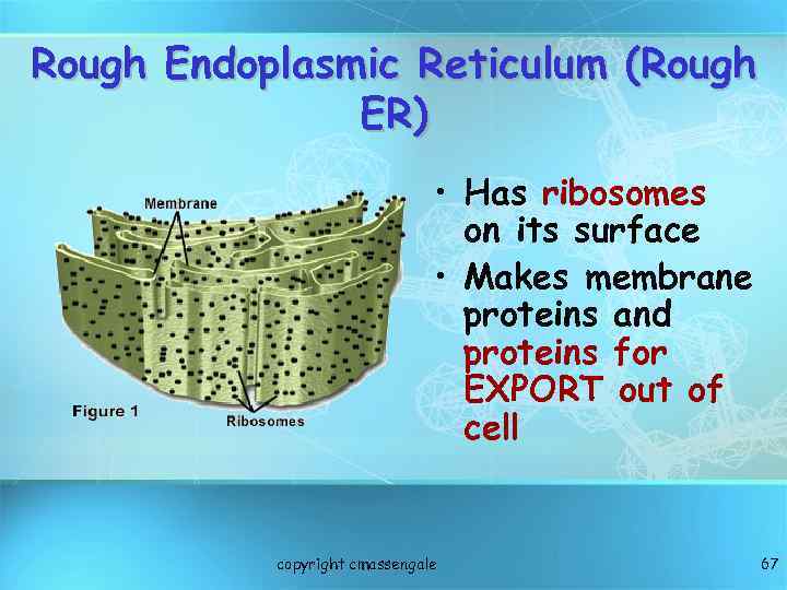 Rough Endoplasmic Reticulum (Rough ER) • Has ribosomes on its surface • Makes membrane